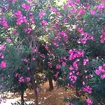 Pag Garden * Pag Town