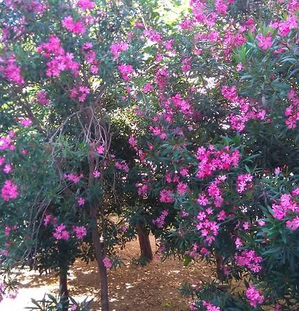 Pag Garden * Pag Town