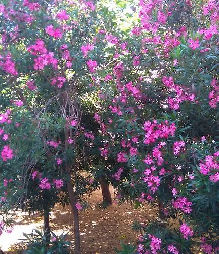 Pag Garden * Pag Town